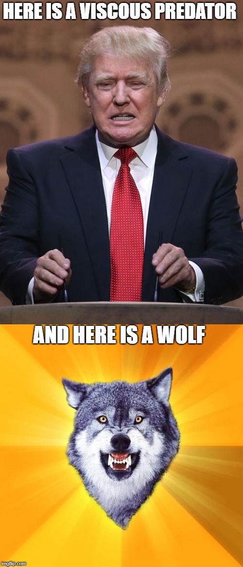 real humor | HERE IS A VISCOUS PREDATOR; AND HERE IS A WOLF | image tagged in trump,wolf,funny | made w/ Imgflip meme maker