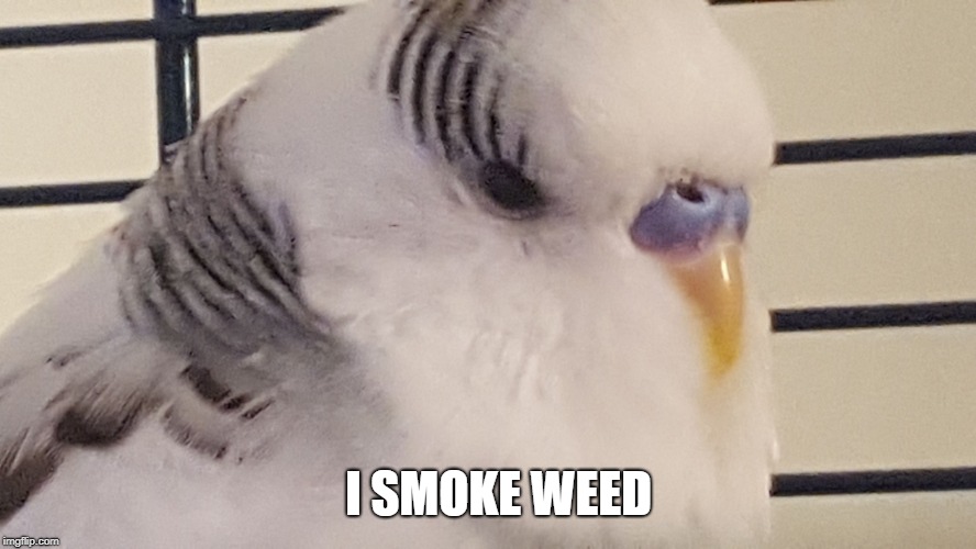 I SMOKE WEED | image tagged in toastiii | made w/ Imgflip meme maker