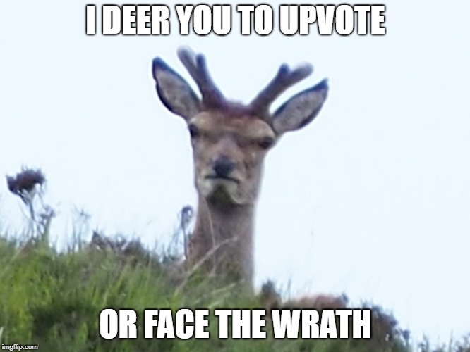 furious deer | I DEER YOU TO UPVOTE; OR FACE THE WRATH | image tagged in furious deer | made w/ Imgflip meme maker