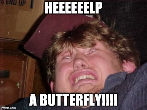 WTF | HEEEEEELP; A BUTTERFLY!!!! | image tagged in memes,wtf | made w/ Imgflip meme maker