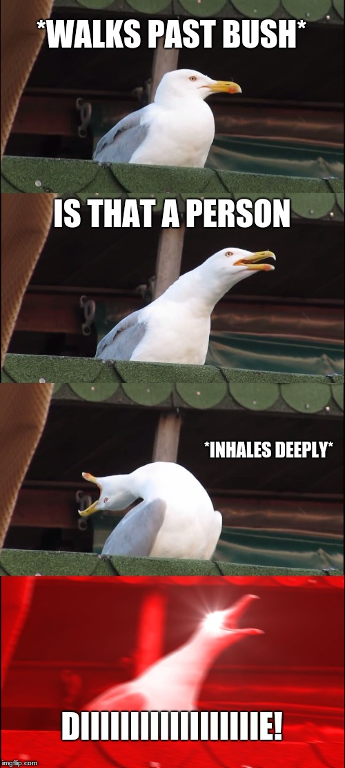 Inhaling Seagull | *WALKS PAST BUSH*; IS THAT A PERSON; *INHALES DEEPLY*; DIIIIIIIIIIIIIIIIIIE! | image tagged in memes,inhaling seagull | made w/ Imgflip meme maker