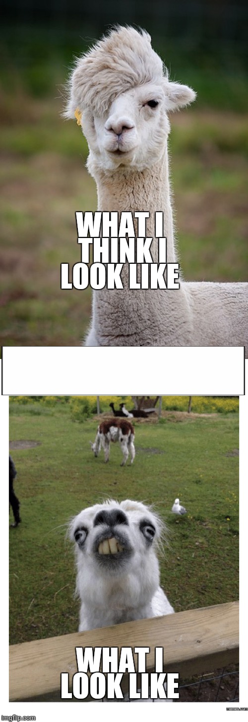 Dat llama |  WHAT I THINK I LOOK LIKE; WHAT I LOOK LIKE | image tagged in memes,funny,animals,llamas,lol so funny,squidward | made w/ Imgflip meme maker