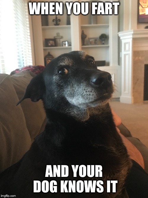 Bonzo Knows | WHEN YOU FART; AND YOUR DOG KNOWS IT | image tagged in fart,dog,look,pissed off | made w/ Imgflip meme maker