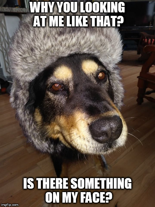 WHY YOU LOOKING AT ME LIKE THAT? IS THERE SOMETHING ON MY FACE? | image tagged in tagsaregay | made w/ Imgflip meme maker