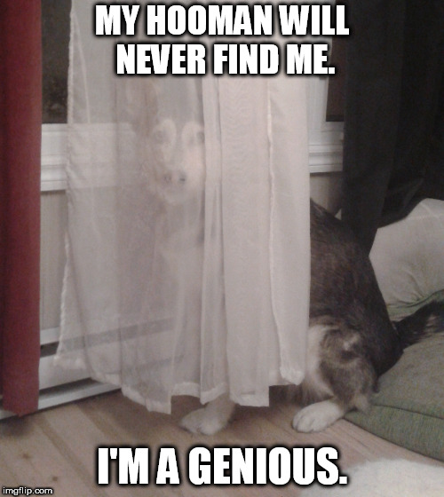 MY HOOMAN WILL NEVER FIND ME. I'M A GENIOUS. | image tagged in tagsaregay | made w/ Imgflip meme maker