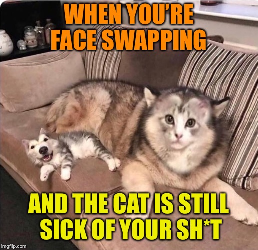 It’s Mesmerizing, isn’t it? | WHEN YOU’RE FACE SWAPPING; AND THE CAT IS STILL SICK OF YOUR SH*T | image tagged in cats and dogs,face swap,funny animals,funny memes | made w/ Imgflip meme maker