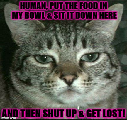  HUMAN, PUT THE FOOD IN MY BOWL & SIT IT DOWN HERE; AND THEN SHUT UP & GET LOST! | image tagged in annoyed kitty | made w/ Imgflip meme maker
