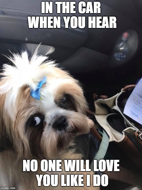 IN THE CAR WHEN YOU HEAR; NO ONE WILL LOVE YOU LIKE I DO | image tagged in hungry dog | made w/ Imgflip meme maker