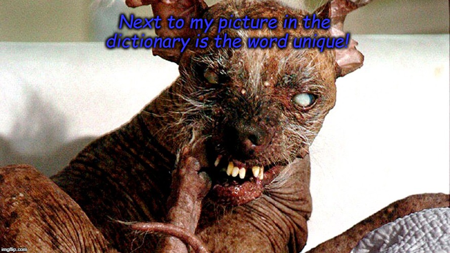 Unique! | Next to my picture in the dictionary is the word unique! | image tagged in comedy | made w/ Imgflip meme maker