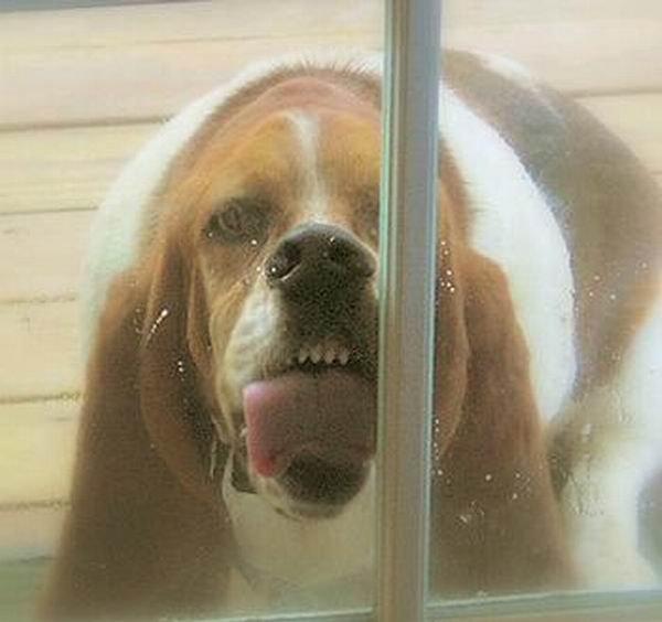 High Quality dog licking window Blank Meme Template