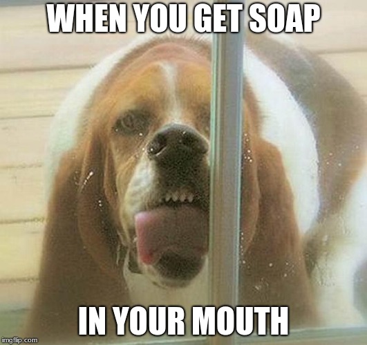 dog licking window | WHEN YOU GET SOAP; IN YOUR MOUTH | image tagged in dog licking window | made w/ Imgflip meme maker