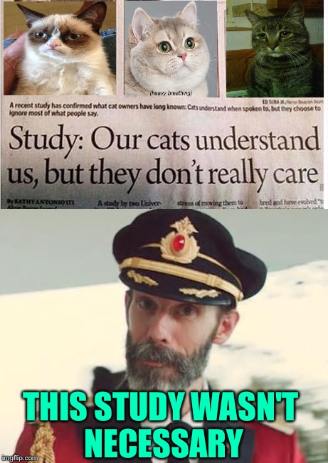 Johnny, what do you want to do when you grow up?Study stuff! | THIS STUDY WASN'T NECESSARY | image tagged in captain obvious,cats,memes,funny | made w/ Imgflip meme maker