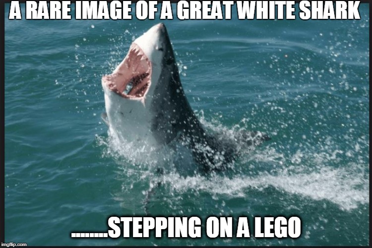 SHARK LEGO | A RARE IMAGE OF A GREAT WHITE SHARK; ........STEPPING ON A LEGO | image tagged in bad shark pun | made w/ Imgflip meme maker