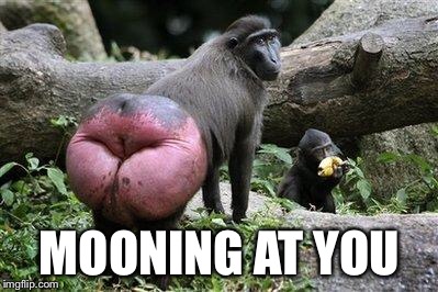 Monkey Ass | MOONING AT YOU | image tagged in monkey ass | made w/ Imgflip meme maker