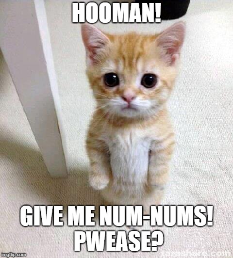 Use whatever comes up when you hit create challenge | HOOMAN! GIVE ME NUM-NUMS! PWEASE? | image tagged in memes,cute cat | made w/ Imgflip meme maker