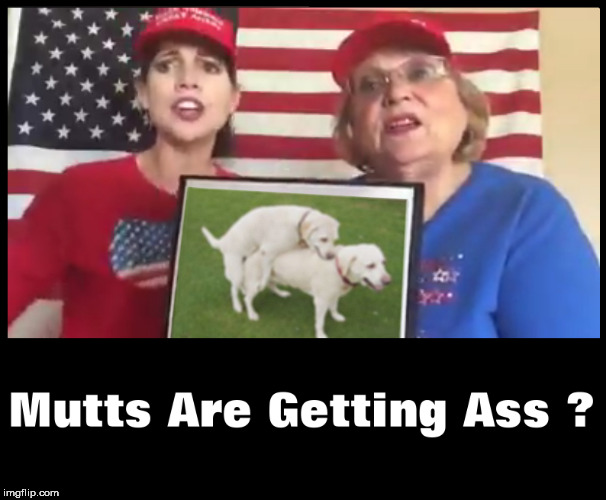image tagged in dog,dogs,hump,trump supporters,humpday,wtf | made w/ Imgflip meme maker