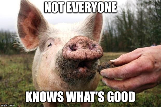 TrufflePig | NOT EVERYONE KNOWS WHAT’S GOOD | image tagged in trufflepig | made w/ Imgflip meme maker