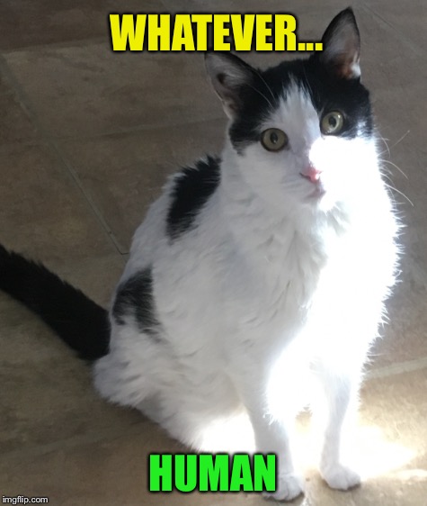 WHATEVER... HUMAN | made w/ Imgflip meme maker