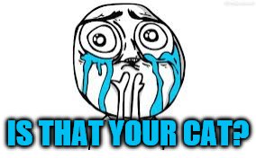 IS THAT YOUR CAT? | made w/ Imgflip meme maker