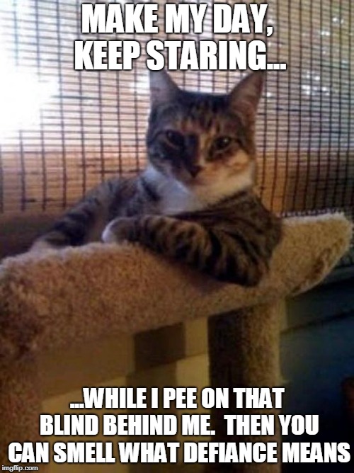 The Most Interesting Cat In The World | MAKE MY DAY, KEEP STARING... ...WHILE I PEE ON THAT BLIND BEHIND ME.  THEN YOU CAN SMELL WHAT DEFIANCE MEANS | image tagged in memes,the most interesting cat in the world | made w/ Imgflip meme maker