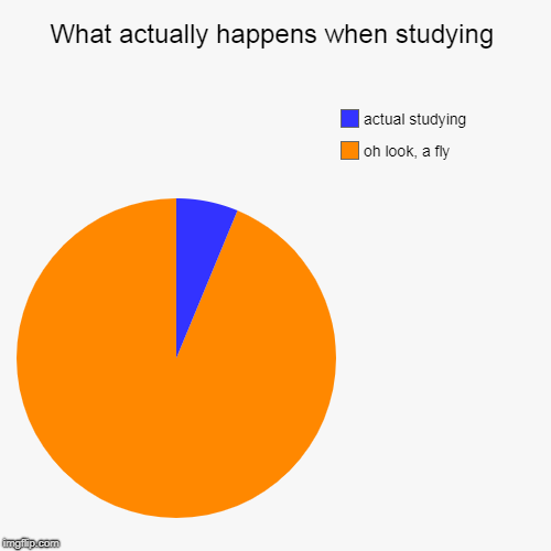 What actually happens when studying | oh look, a fly, actual studying | image tagged in funny,pie charts | made w/ Imgflip chart maker