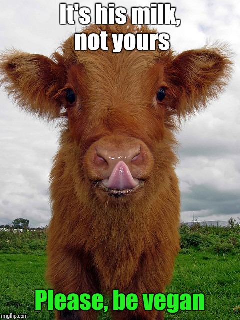 Are you a calf? | It's his milk, not yours; Please, be vegan | image tagged in anti-vegan calf | made w/ Imgflip meme maker