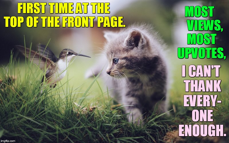Thank You to Everyone! So Many Firsts on Cat Weekend.          (Sorry It's so late) | MOST     VIEWS, MOST UPVOTES, FIRST TIME AT THE TOP OF THE FRONT PAGE. I CAN'T THANK EVERY- ONE ENOUGH. | image tagged in memes,thank you everyone,front page,most,views,upvotes | made w/ Imgflip meme maker