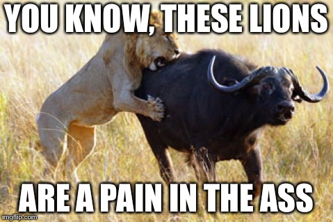 Lion hunting water buffalo | YOU KNOW, THESE LIONS; ARE A PAIN IN THE ASS | image tagged in lion hunting water buffalo | made w/ Imgflip meme maker