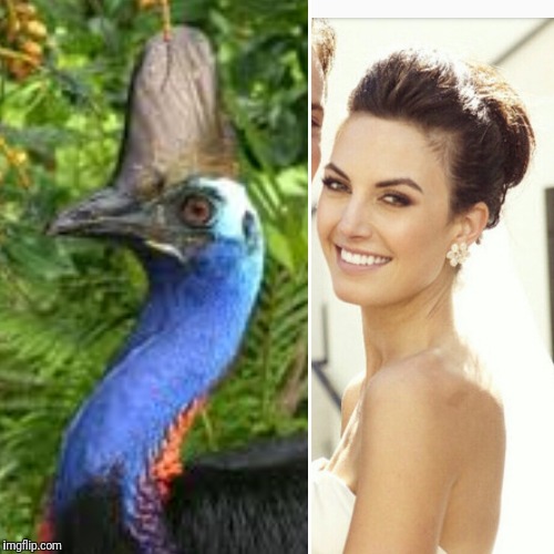 image tagged in elizabeth hammer cassowary | made w/ Imgflip meme maker