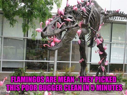 Flamingos are mean | FLAMINGOS ARE MEAN - THEY PICKED THIS POOR BUGGER CLEAN IN 5 MINUTES | image tagged in funny dinosaur,funny flamingo | made w/ Imgflip meme maker