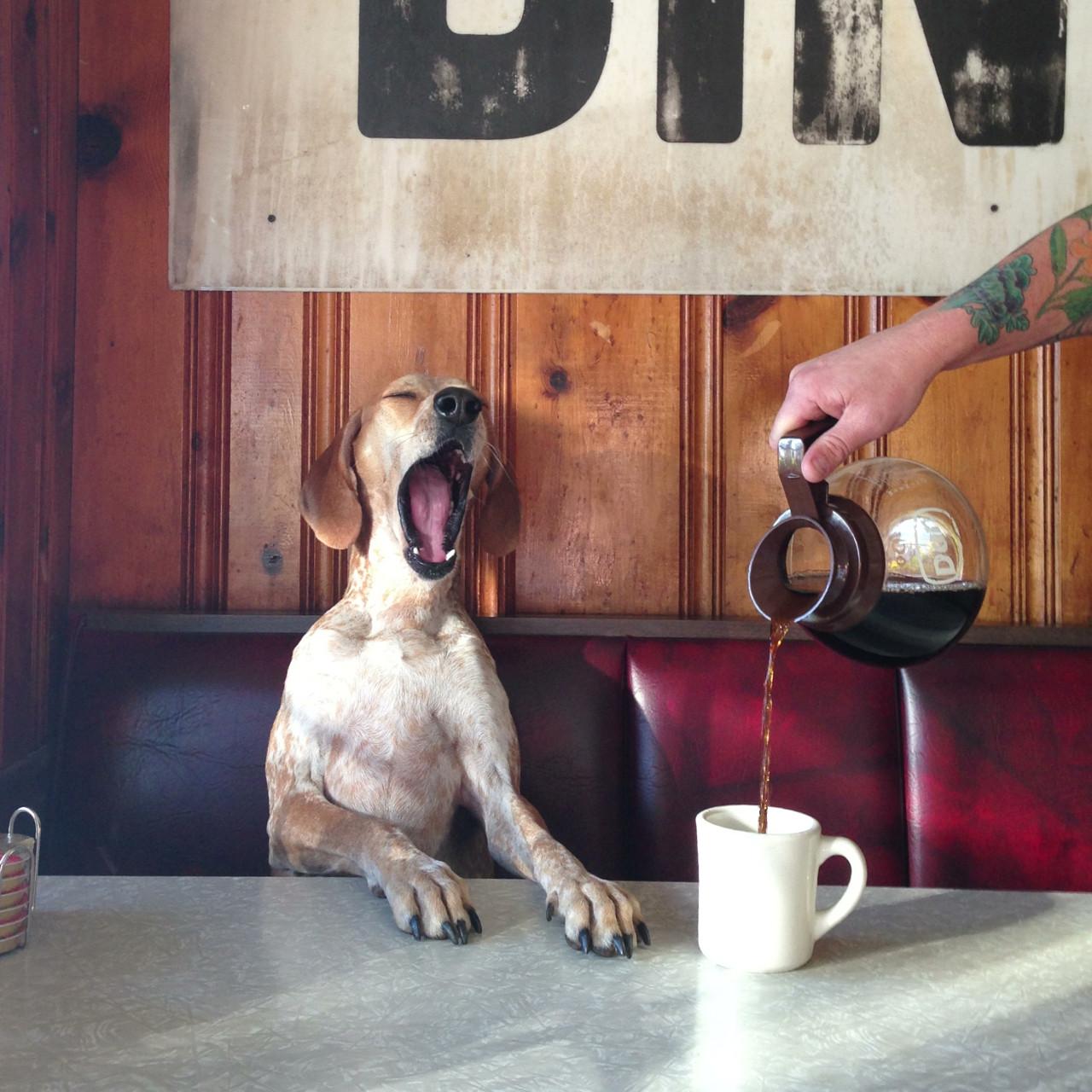 Coffee Dog Yawn Tired Blank Meme Template