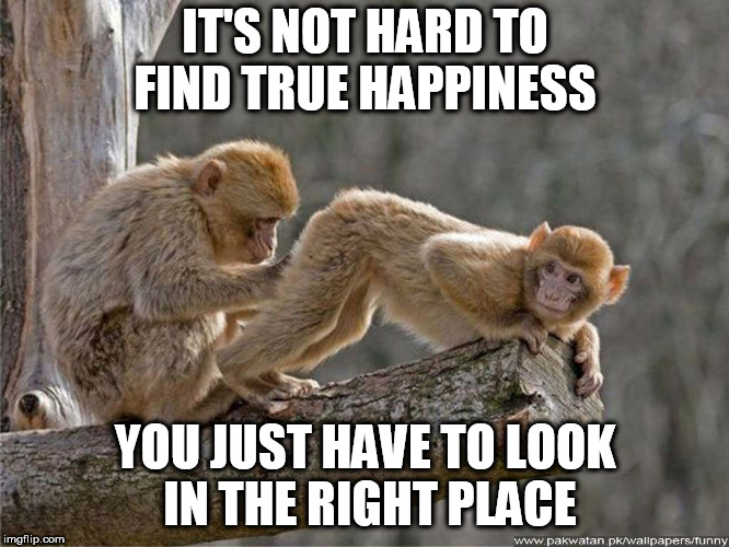 monkey butt | IT'S NOT HARD TO FIND TRUE HAPPINESS; YOU JUST HAVE TO LOOK IN THE RIGHT PLACE | image tagged in monkey butt | made w/ Imgflip meme maker