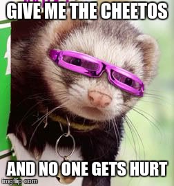 GIVE  ME  THE  CHEETOS | GIVE ME THE CHEETOS; AND NO ONE GETS HURT | image tagged in ferret | made w/ Imgflip meme maker