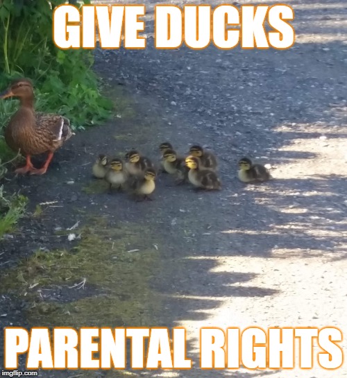 Give Ducks Parental Rights | GIVE DUCKS; PARENTAL RIGHTS | image tagged in gdpr | made w/ Imgflip meme maker