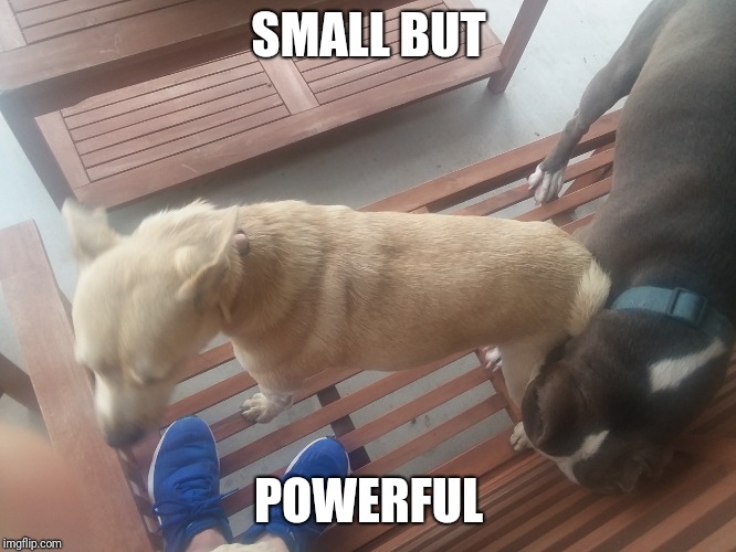 SMALL BUT; POWERFUL | made w/ Imgflip meme maker