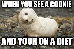 WHEN YOU SEE A COOKIE; AND YOUR ON A DIET | image tagged in cookies | made w/ Imgflip meme maker