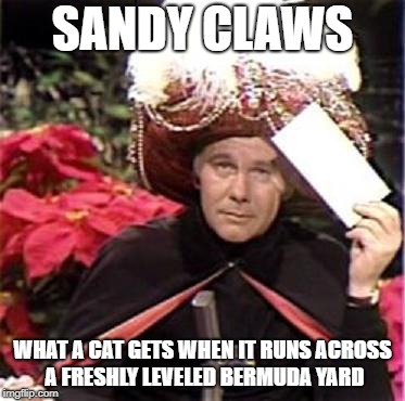 Johnny Carson Karnak Carnak | SANDY CLAWS; WHAT A CAT GETS WHEN IT RUNS ACROSS A FRESHLY LEVELED BERMUDA YARD | image tagged in johnny carson karnak carnak | made w/ Imgflip meme maker