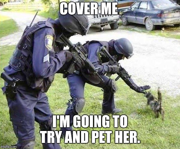 Cops Arrest Cat | COVER ME; I'M GOING TO TRY AND PET HER. | image tagged in cops arrest cat | made w/ Imgflip meme maker