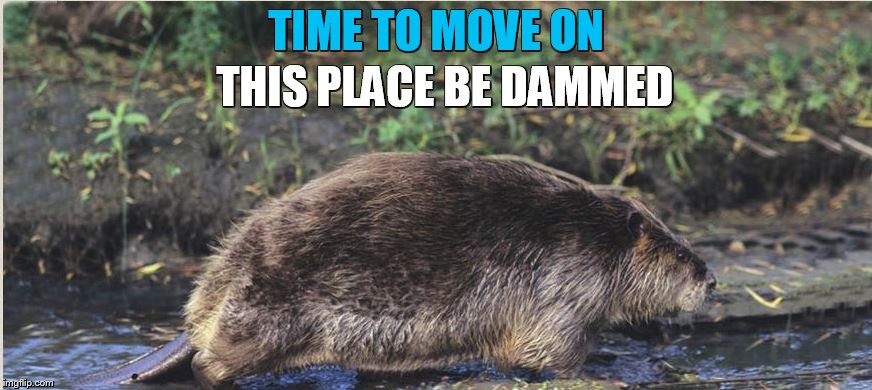 TIME TO MOVE ON; THIS PLACE BE DAMMED | image tagged in beaver,animals,water,trump,obstruction,mission accomplished | made w/ Imgflip meme maker