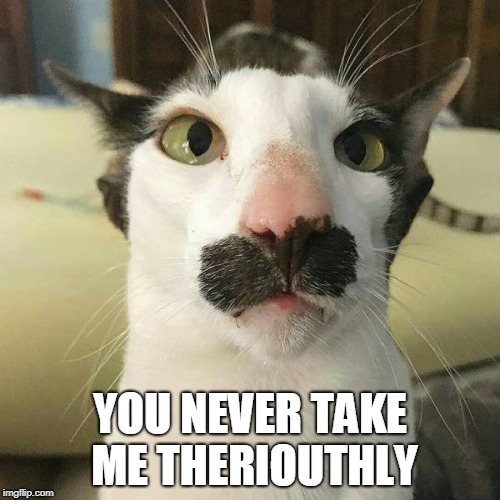 funny cat | YOU NEVER TAKE ME THERIOUTHLY | image tagged in funny cat | made w/ Imgflip meme maker