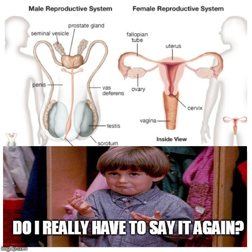 Anatomy and physiology 101 from Kindergarten Cop  | DO I REALLY HAVE TO SAY IT AGAIN? | image tagged in kindergarten cop,anatomy,male,female,transgender,memes | made w/ Imgflip meme maker