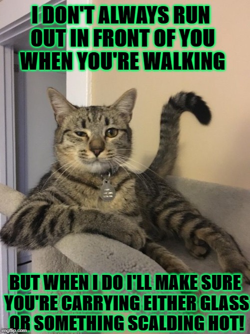 I DON'T ALWAYS RUN OUT IN FRONT OF YOU WHEN YOU'RE WALKING; BUT WHEN I DO I'LL MAKE SURE YOU'RE CARRYING EITHER GLASS OR SOMETHING SCALDING HOT! | image tagged in typical cat crap | made w/ Imgflip meme maker