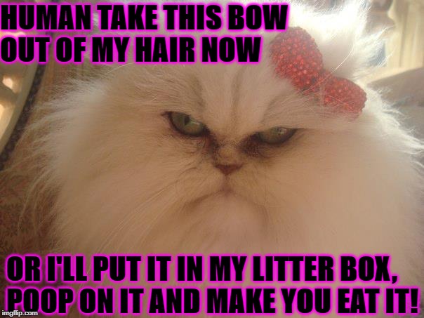 HUMAN TAKE THIS BOW OUT OF MY HAIR NOW; OR I'LL PUT IT IN MY LITTER BOX, POOP ON IT AND MAKE YOU EAT IT! | image tagged in unamused persian | made w/ Imgflip meme maker