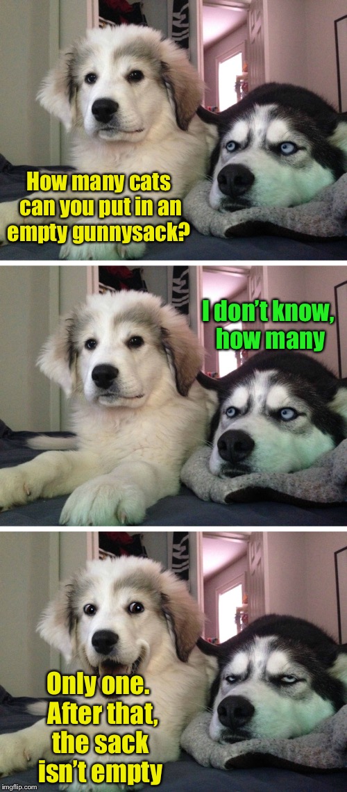 Bad pun dogs | How many cats can you put in an empty gunnysack? I don’t know, how many; Only one.  After that, the sack isn’t empty | image tagged in bad pun dogs | made w/ Imgflip meme maker