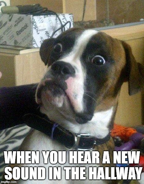 Surprised Dog | WHEN YOU HEAR A NEW SOUND IN THE HALLWAY | image tagged in surprised dog | made w/ Imgflip meme maker