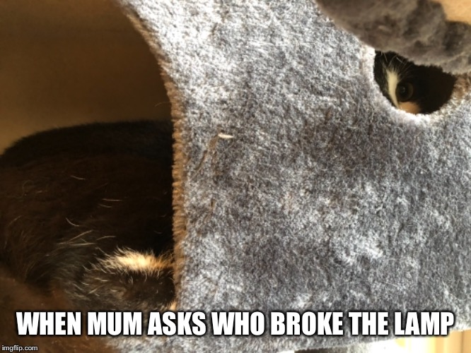 Zazzles - It wasn’t me | WHEN MUM ASKS WHO BROKE THE LAMP | image tagged in cats,it wasn't me,whoops,lolcats | made w/ Imgflip meme maker