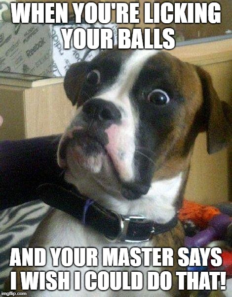 Surprised Dog | WHEN YOU'RE LICKING YOUR BALLS; AND YOUR MASTER SAYS I WISH I COULD DO THAT! | image tagged in surprised dog | made w/ Imgflip meme maker