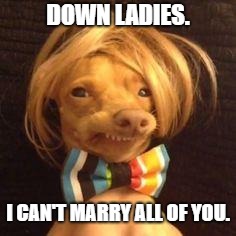 phteven dog | DOWN LADIES. I CAN'T MARRY ALL OF YOU. | image tagged in phteven dog | made w/ Imgflip meme maker