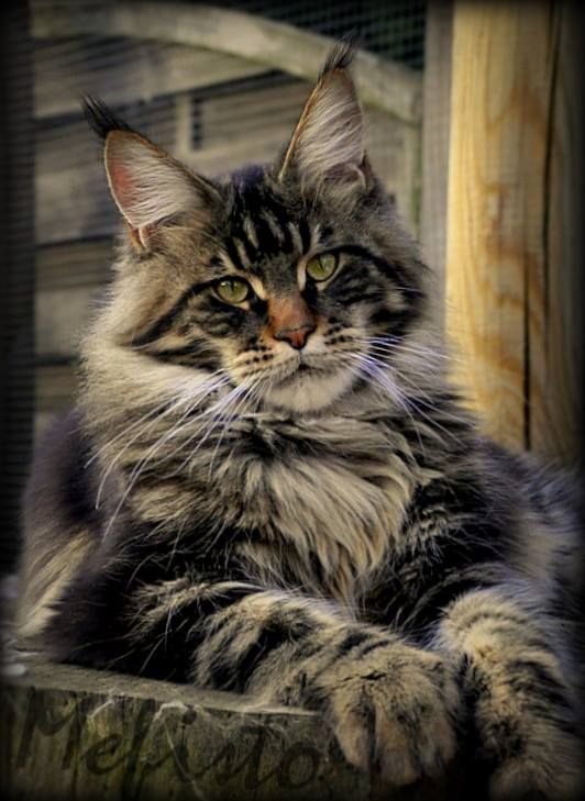 Thoughtful Maine coon cat Blank Meme Template