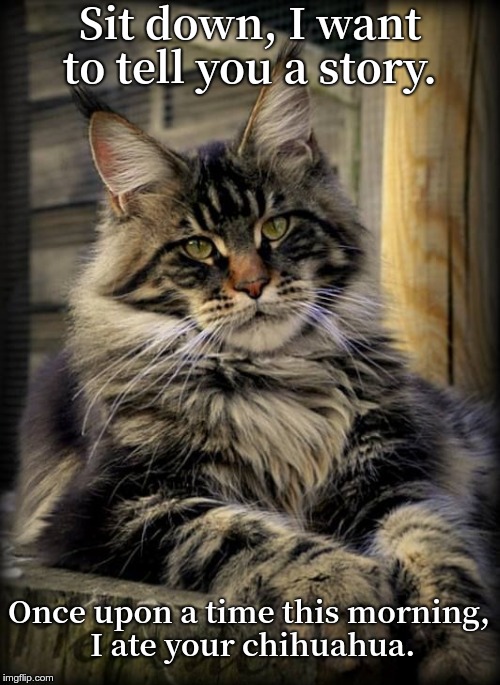 Thoughtful Maine coon cat | Sit down, I want to tell you a story. Once upon a time this morning, I ate your chihuahua. | image tagged in thoughtful maine coon cat | made w/ Imgflip meme maker
